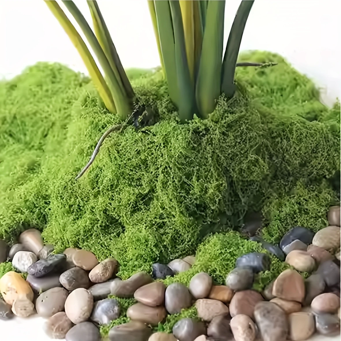 50g Fake Moss DIY Crafts Grass - Sphagnum Moss Dry のレビューと価格