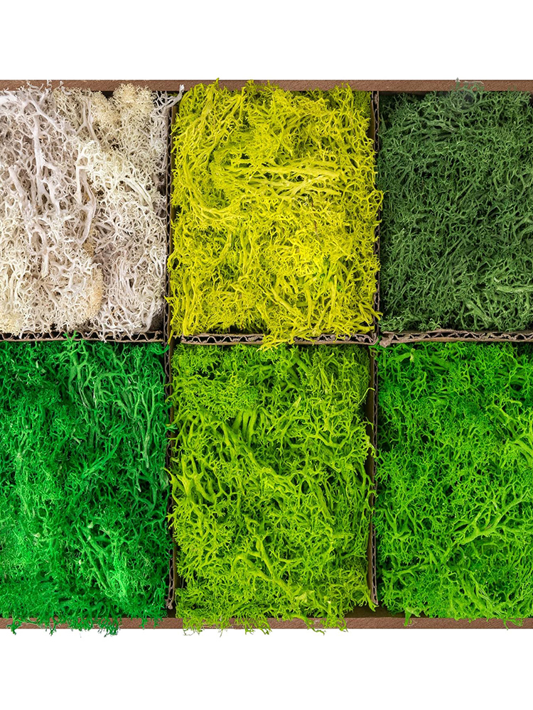 Eternal Life Moss Artificial G - Sphagnum Moss Dry のレビューと価格