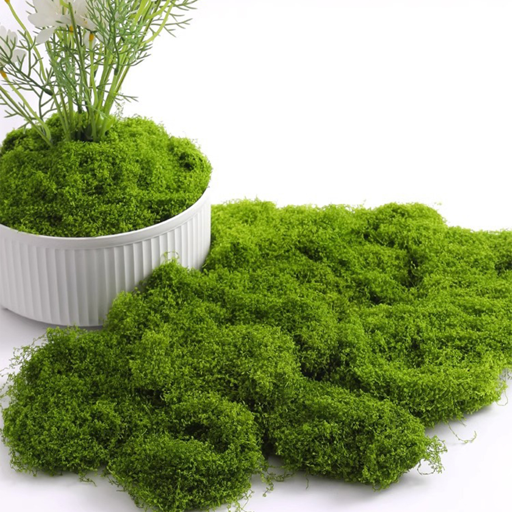 20/40/100g Eternal Life Moss D - Sphagnum Moss Dry のレビューと価格
