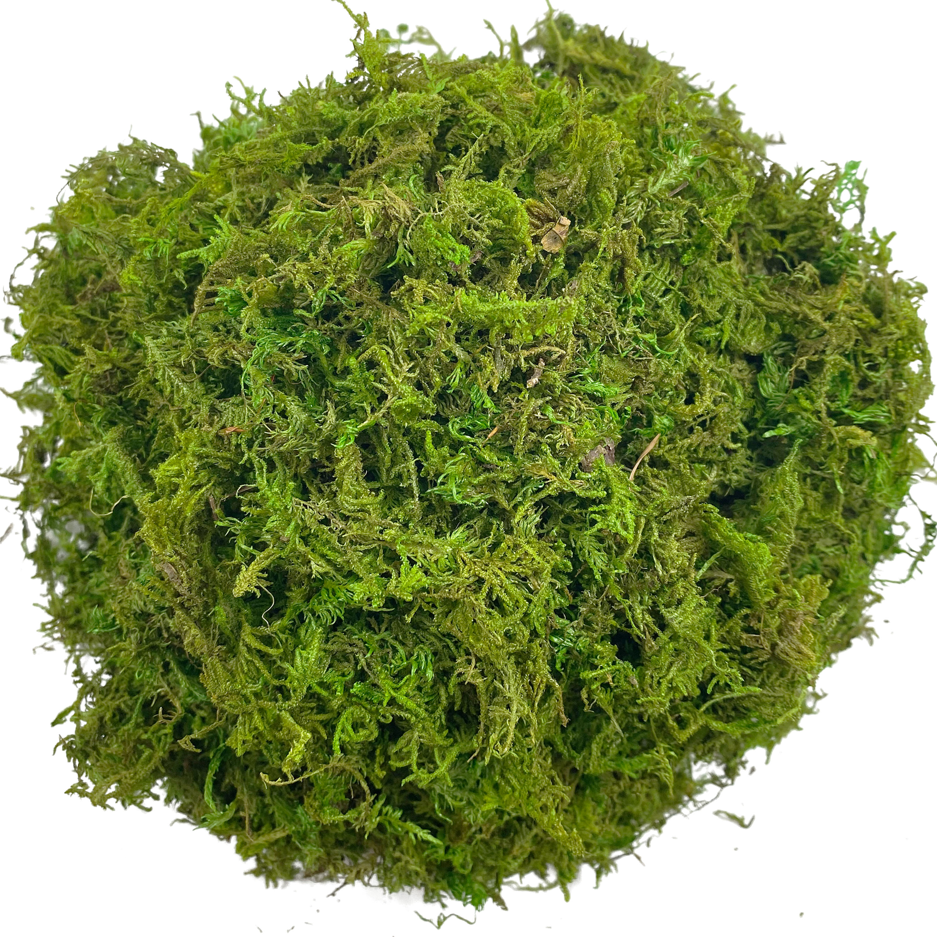 Artificial Moss Green for Pott - Sphagnum Moss Dry のレビューと価格