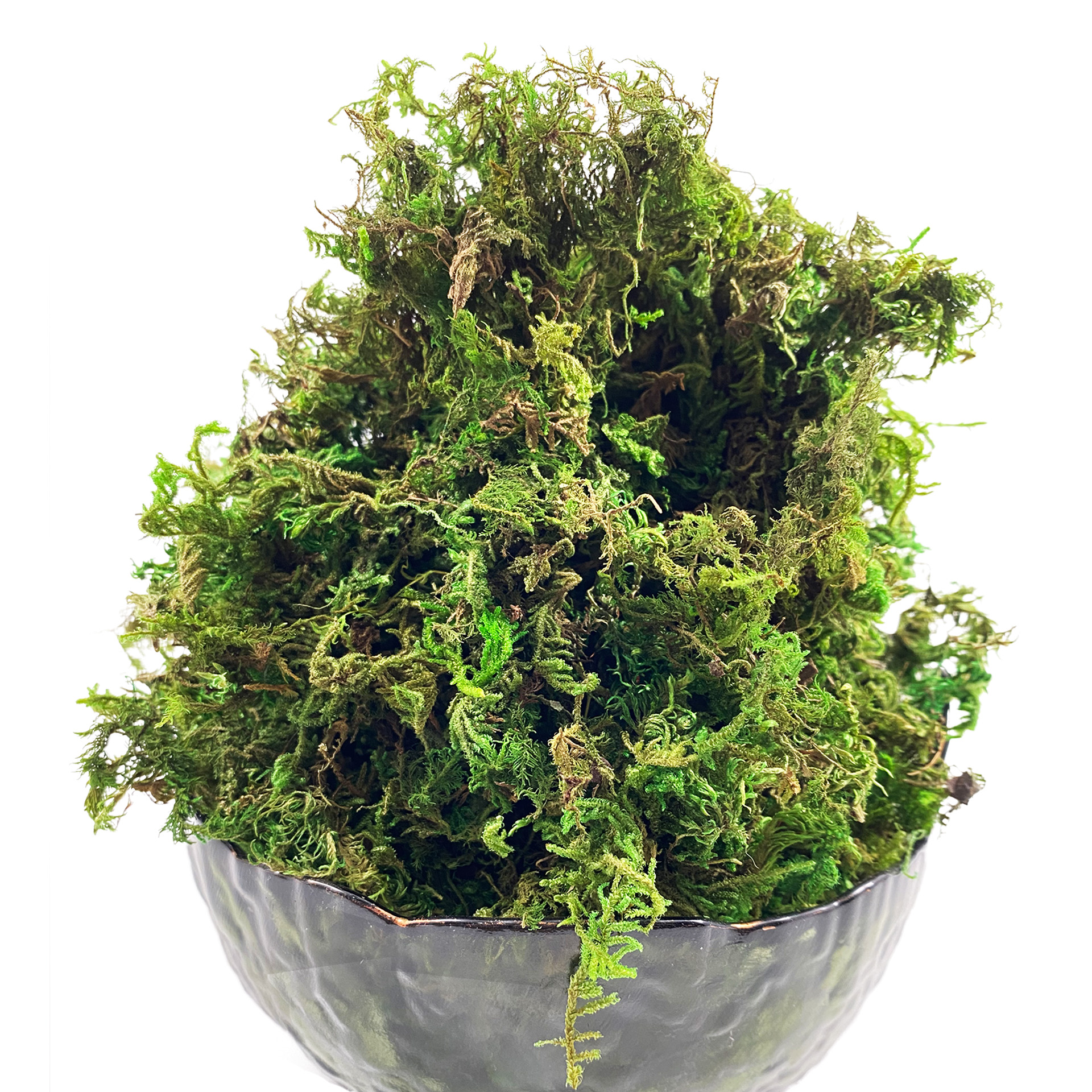Artificial Moss Green for Pott - Sphagnum Moss Dry のレビューと価格