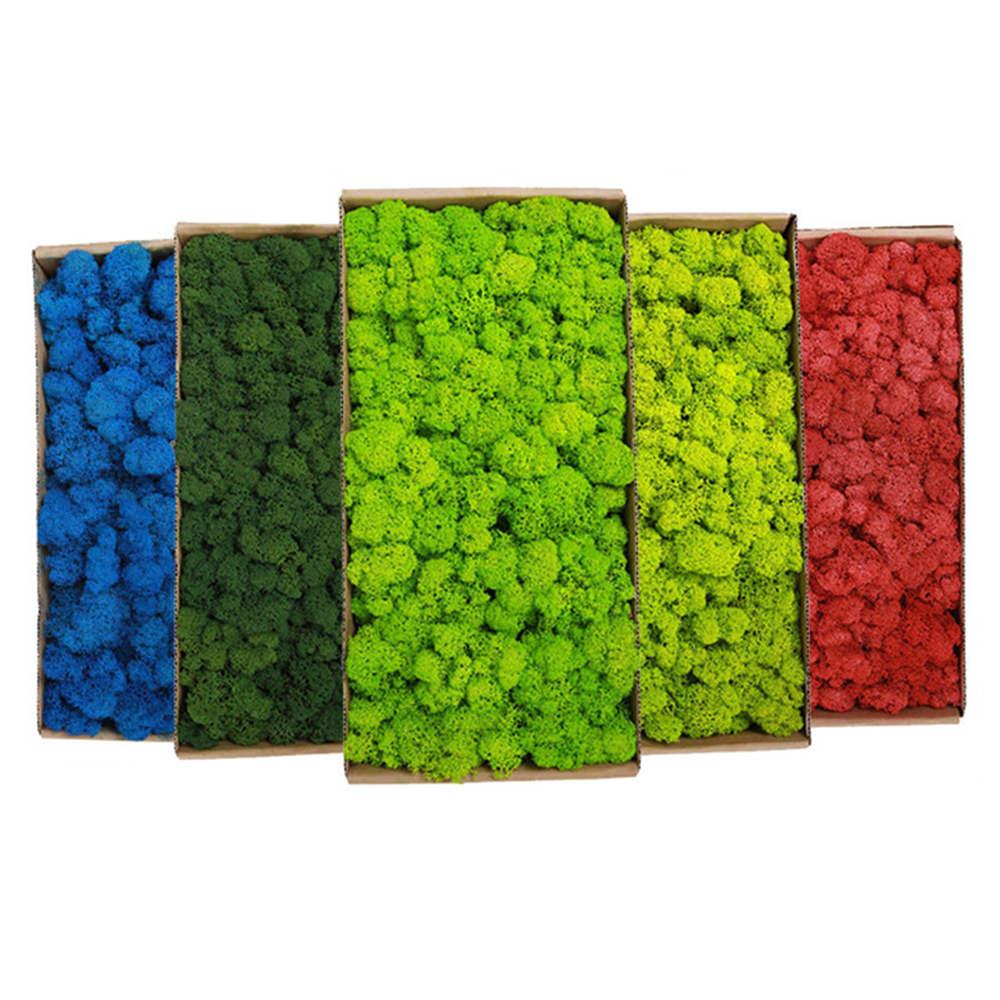 20/80g Eternal Life Moss Grass - Sphagnum Moss Dry のレビューと価格