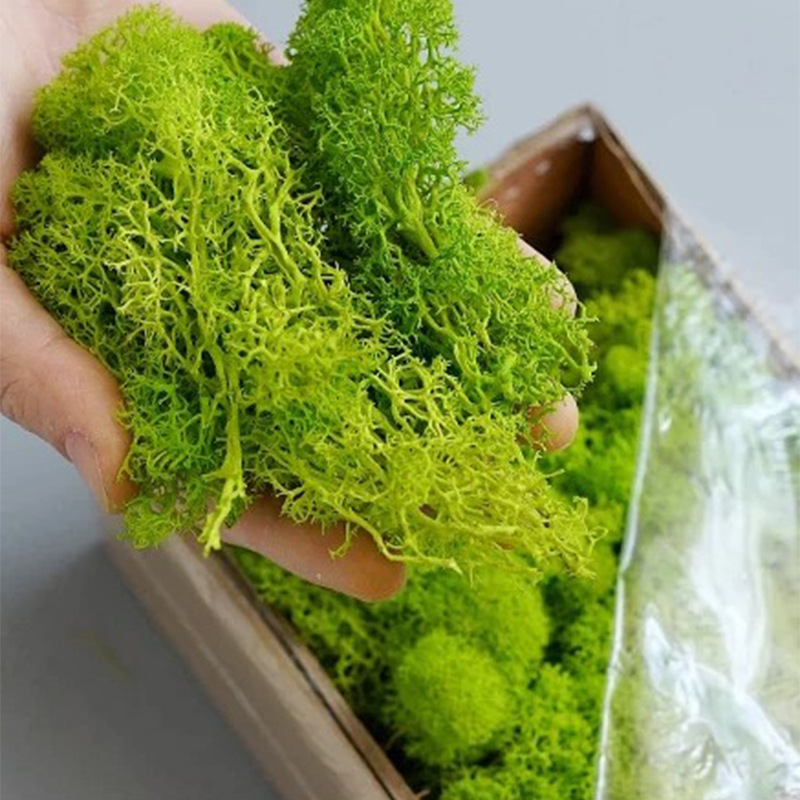 200g Artificial Green Plants M - Sphagnum Moss Dry のレビューと価格