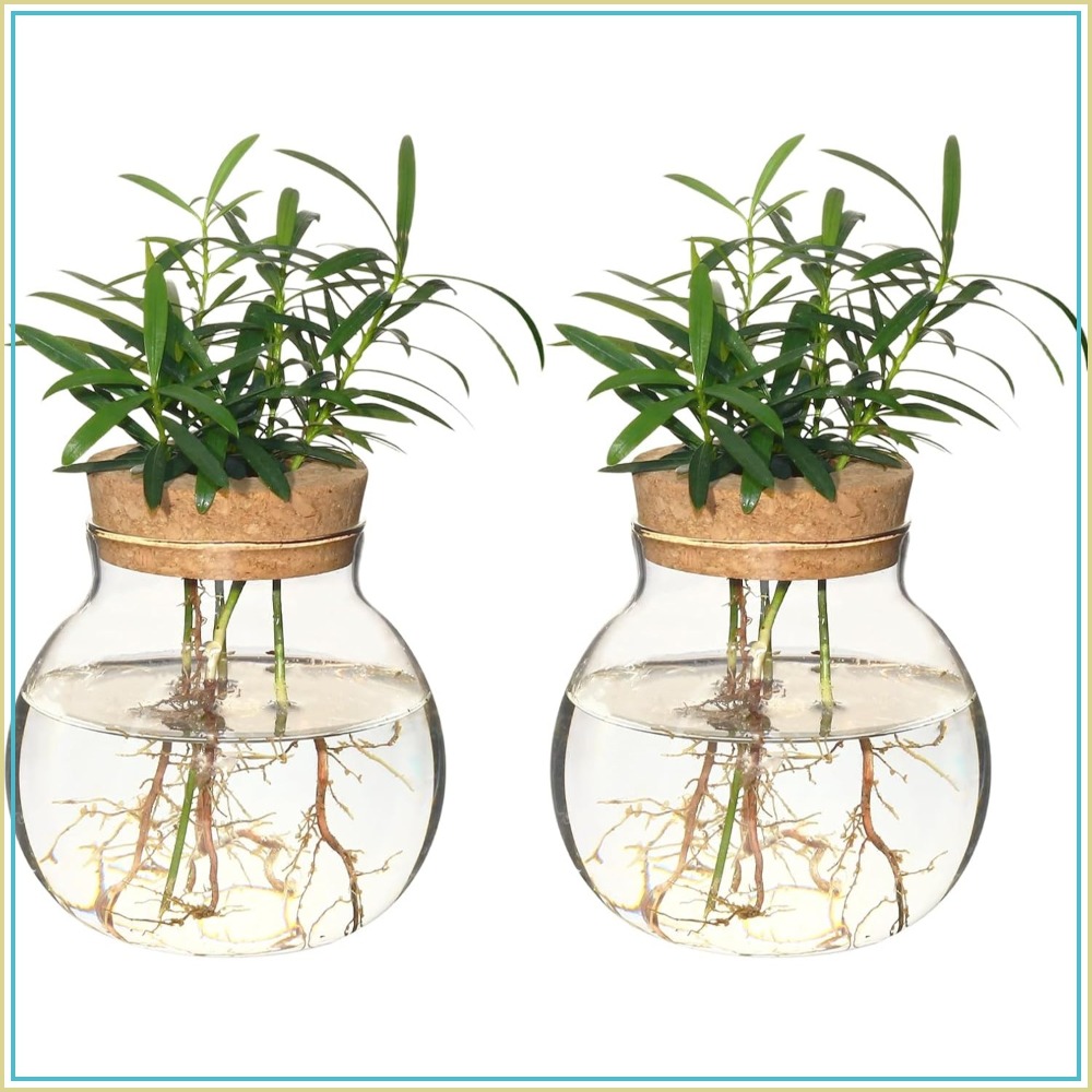 Hydroponic Plant Propagation S - Propagation Station Vase のレビューと価格