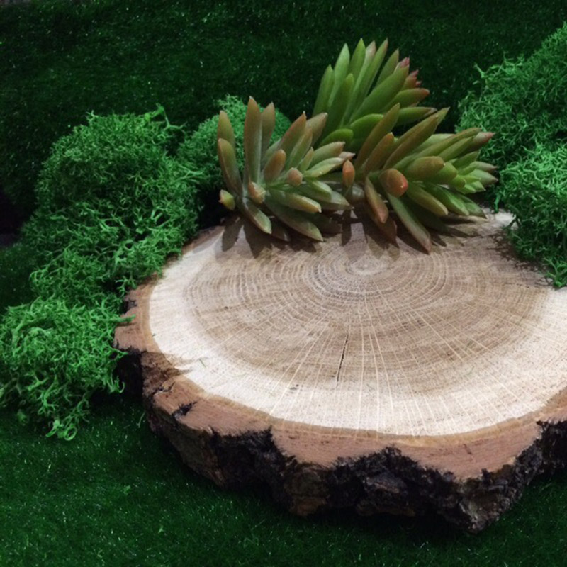 20G Natural Moss Artificial Pl - Sphagnum Moss Dry のレビューと価格